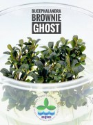 Bucephalandra Brownie Ghost